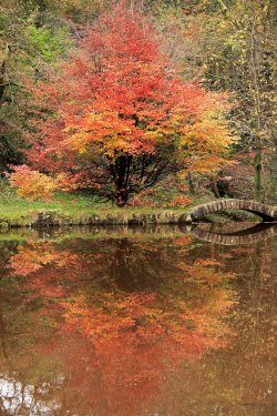 Autumn Colours in Sunnyhurst woods
