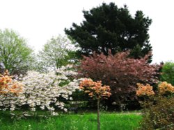 Trees outside in the Churchyard Wallpaper