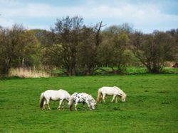 An Iken View Wallpaper