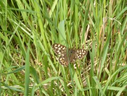 RSPB Fairburn Ings Wallpaper