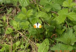 RSPB Fairburn Ings Wallpaper