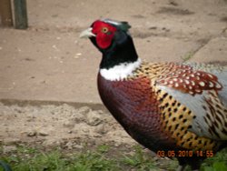 RSPB Fairburn Ings Wallpaper