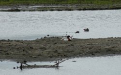 RSPB Fairburn Ings Wallpaper