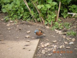 RSPB Fairburn Ings Wallpaper