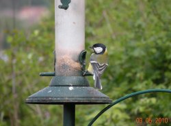 RSPB Fairburn Ings Wallpaper