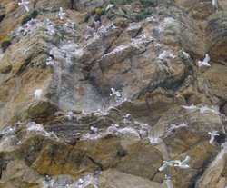 Gulls nesting below Scarborough Castle 1 Wallpaper