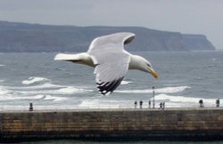 Flying over Whitby Harbour 1 Wallpaper