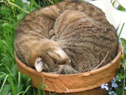 Early flowering Wallpaper