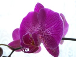 Orchid Wallpaper