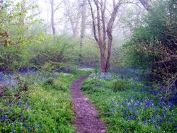 Bluebell trail Wallpaper