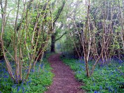 Blue woods Wallpaper