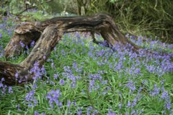 A tour of the Bluebell woods