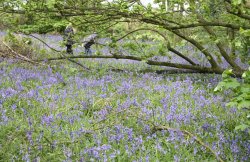A tour of the Bluebell woods