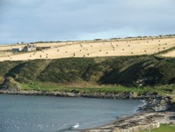 The fields are white to Harvest... Wallpaper