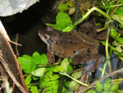 Frog in Pond Wallpaper