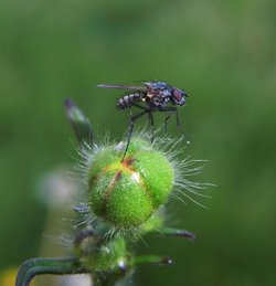 Hoverfly