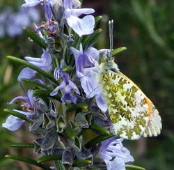 Eastcote Village Wallpaper