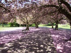 Valley Gardens Spring 2010