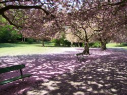 Valley Gardens Spring 2010 Wallpaper