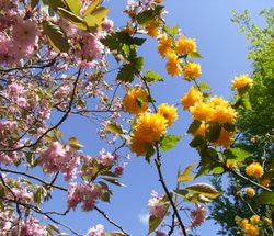 Valley Gardens Spring 2010 Wallpaper