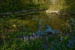 Dene Wood 2 Wallpaper