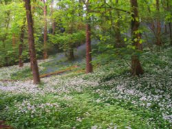 Wild Garlic Wallpaper