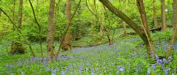 Bluebells Wallpaper