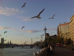 Seagulls over the Thames