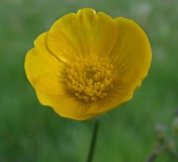 Mellow yellow Wallpaper