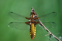 Broad Bodied Chaser Wallpaper