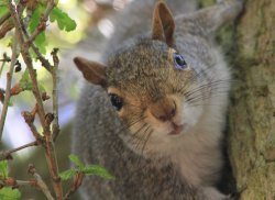 Stover Park Wallpaper