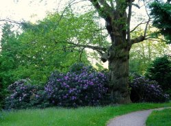 Killerton House Wallpaper
