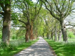 Walking up the Avenue