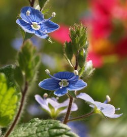 Germander Speedwell, Steeple Claydon, Bucks