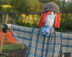 2010 model Scarecrow at Steeple Claydon allotments, Bucks Wallpaper