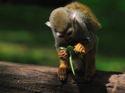 Spider Monkey Wallpaper