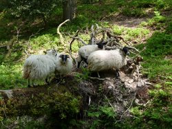 Quantock Hills Wallpaper