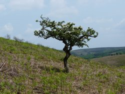 Quantock Hills Wallpaper