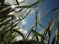 Barley, Steeple Claydon, Bucks Wallpaper