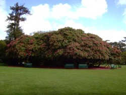 Rhododendrons Wallpaper