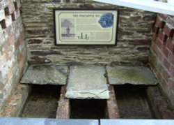 The Pineapple Pit Wallpaper