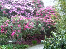 Western Ride Wallpaper