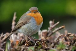 Keswick Robin Wallpaper