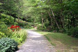 To the woods. Wallpaper