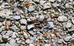 Spotted on the path. Wallpaper