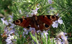 Sipping up the nectar. Wallpaper