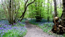 A walk in paradise [Norsey Woods ]  Billericay essex