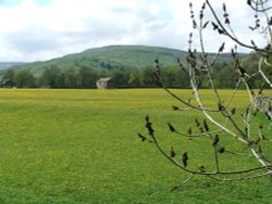 Butterkiss Wallpaper