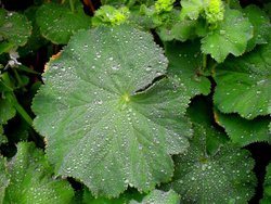 Ladies Mantle in the rain