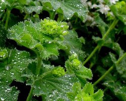 Ladies Mantle in the rain